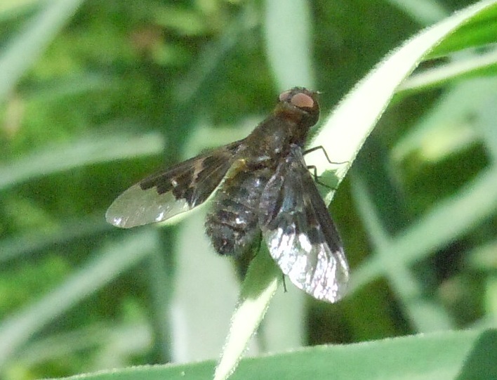 Bombyliidae:  Hemipenthes morio?   Si !