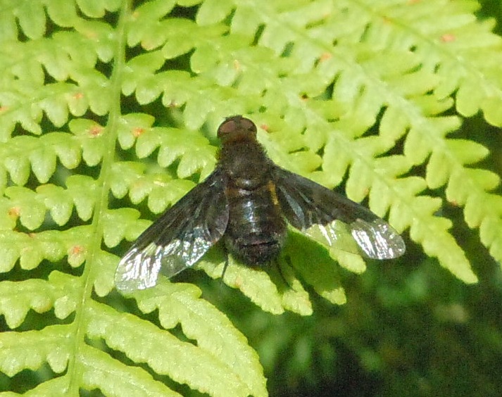 Bombyliidae:  Hemipenthes morio?   Si !