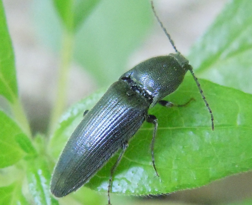 Elateridae, Melanotus sp.