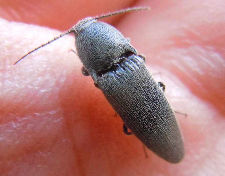 Elateridae, Melanotus sp.