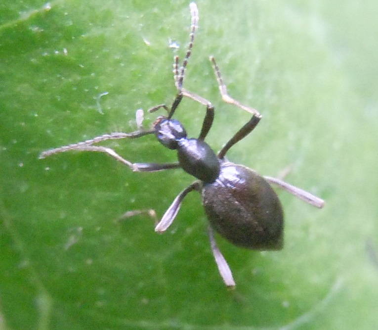 Scydmaenidae:  Palaeostigus cfr. heydeni