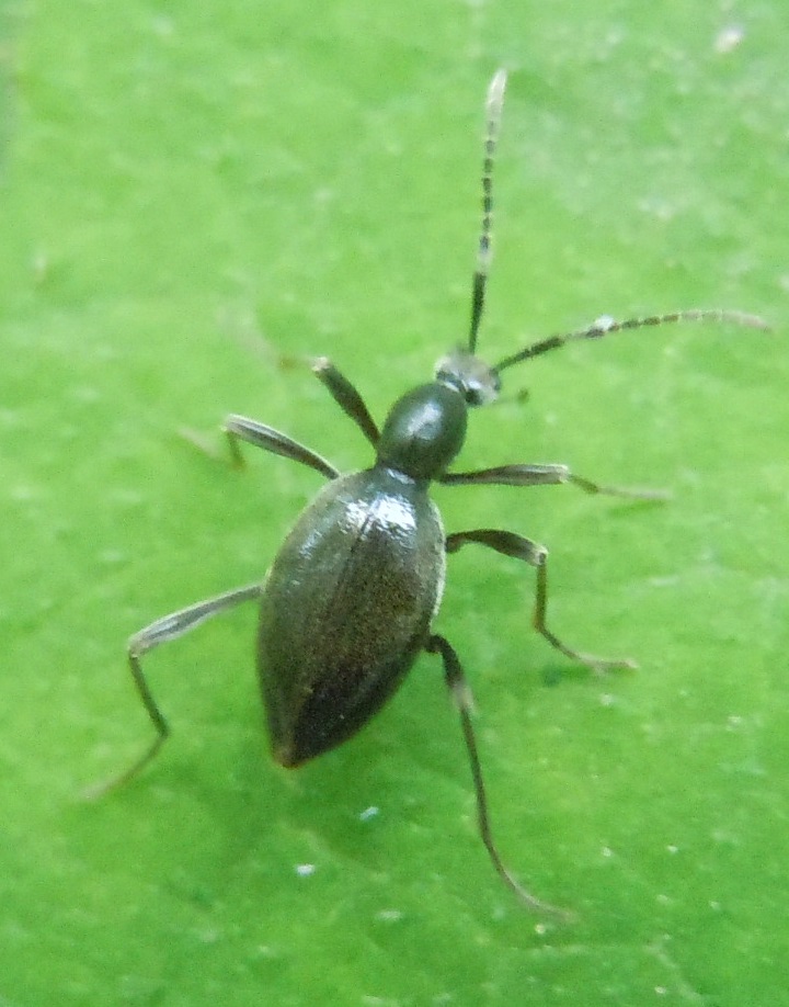 Scydmaenidae:  Palaeostigus cfr. heydeni