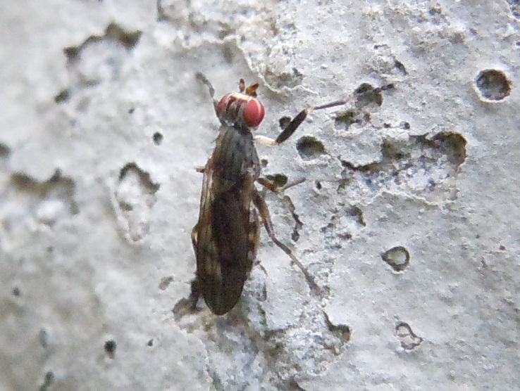 Pherbellia annulipes, femmina (Sciomyzidae)