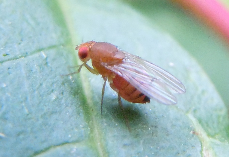 Drosophila melanogaster femmina (Drosophilidae)