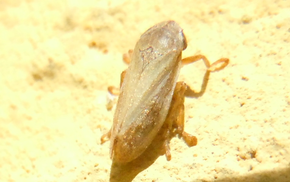 Philaenus cfr. spumarius (Aphrophoridae)