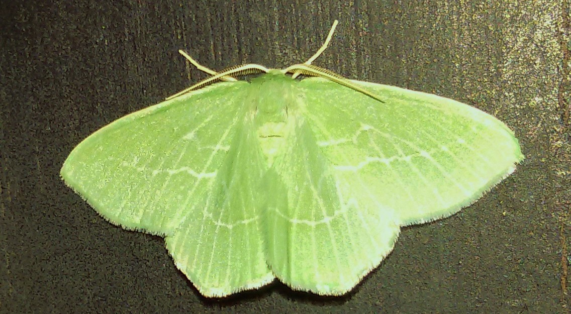 Hemistola chrysoprasaria? Hemistola cfr. siciliana, Geometridae