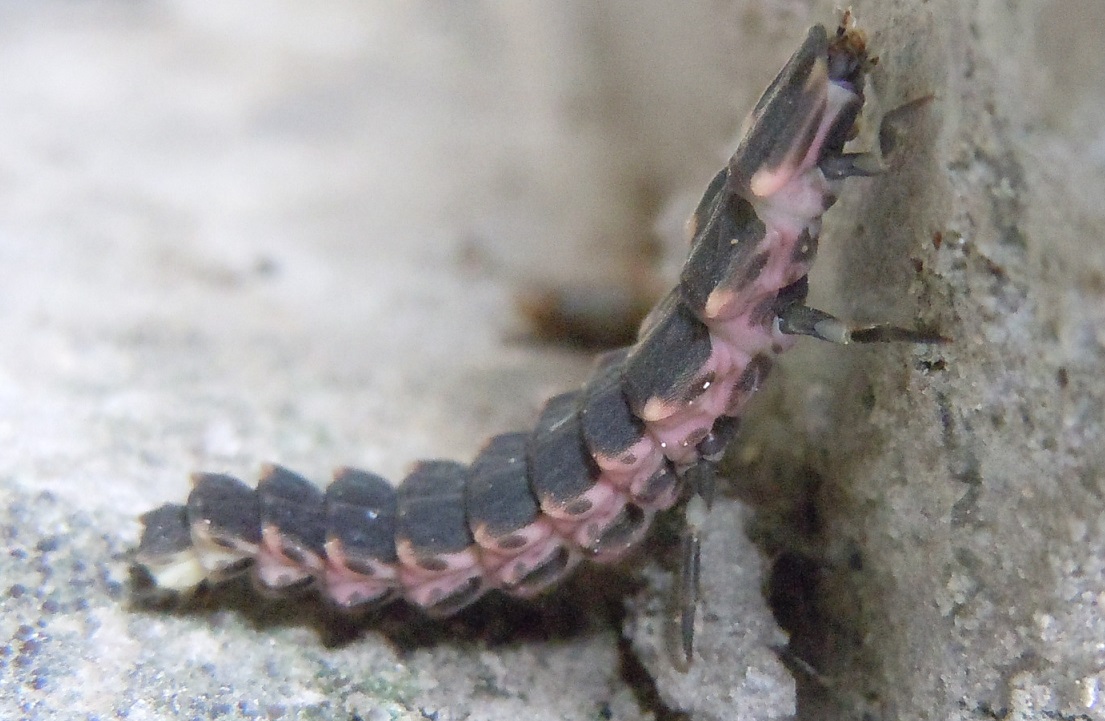 larva di Lampyris sp.