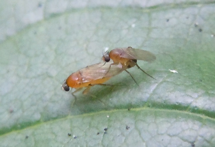 Accoppiamento di Megaselia sp. (Phoridae)