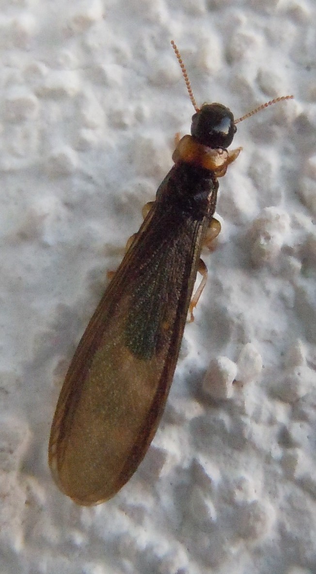 Kalotermes flavicollis (Kalotermitidae)