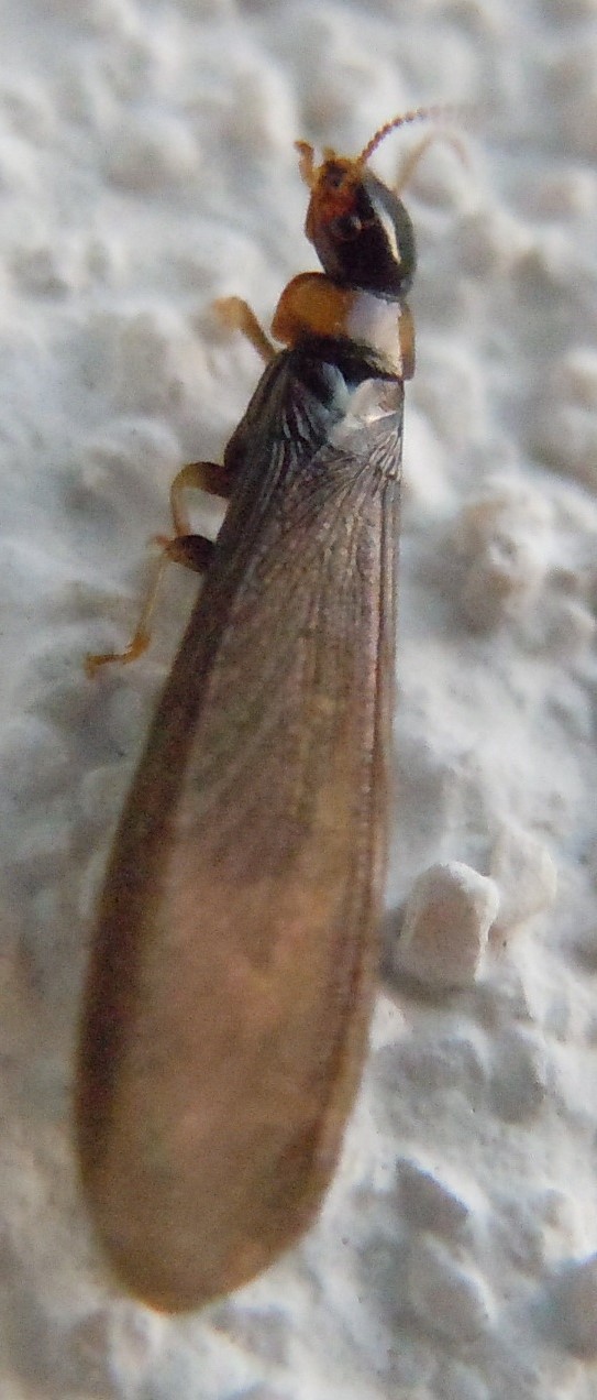 Kalotermes flavicollis (Kalotermitidae)