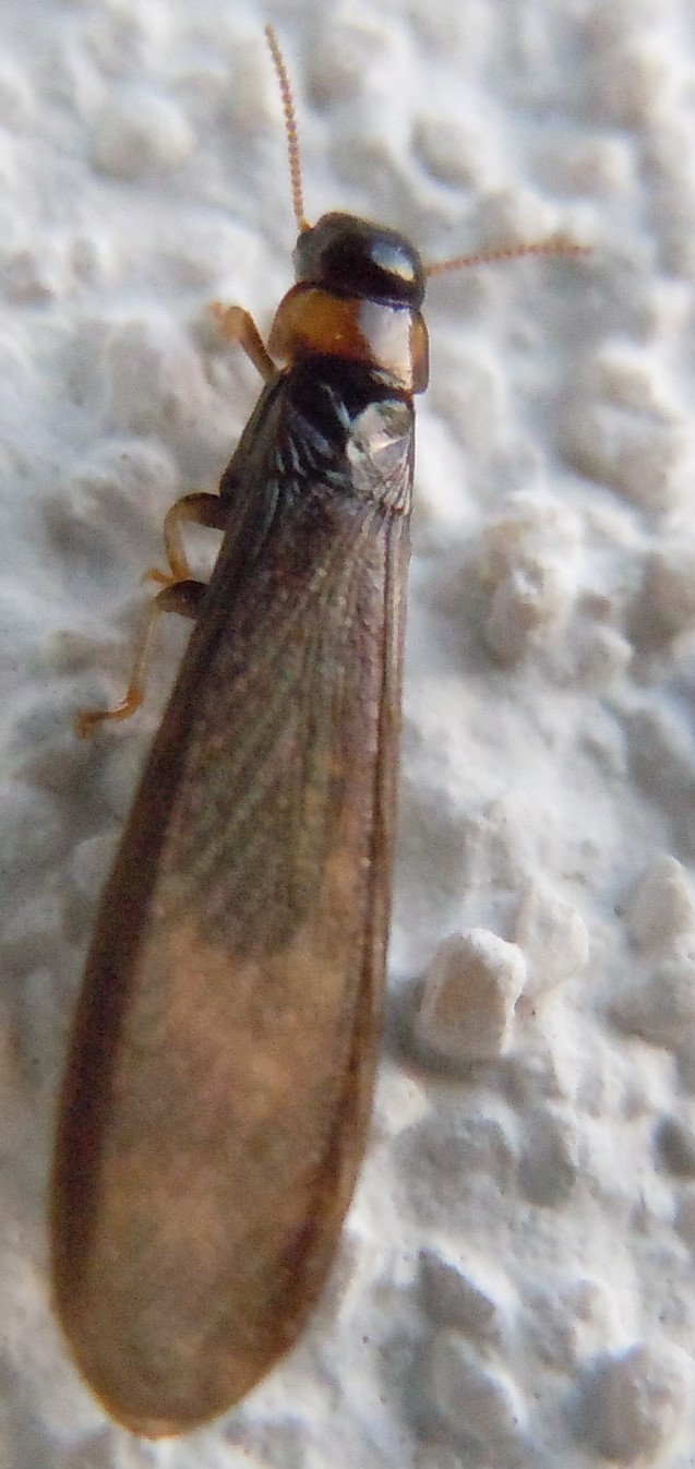 Kalotermes flavicollis (Kalotermitidae)