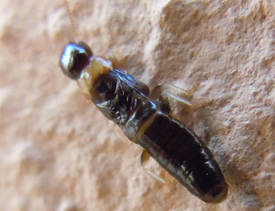 Kalotermes flavicollis (Kalotermitidae)