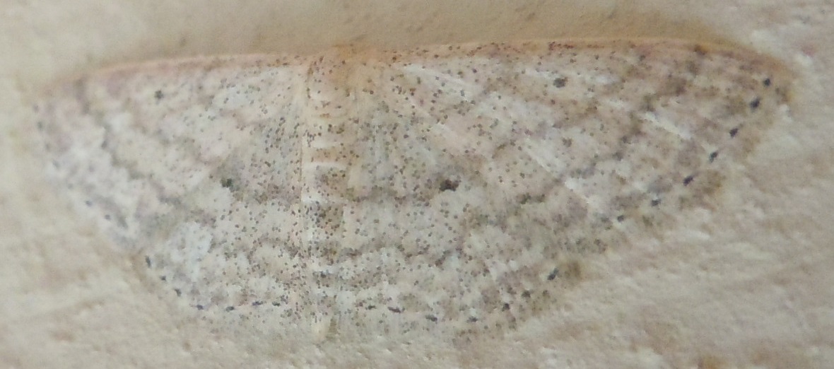 Scopula? Scopula (Calothysanis) incanata