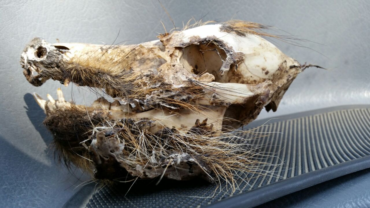 help! cranio da identificare