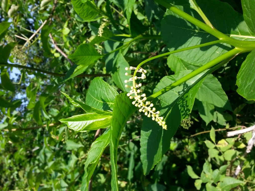Phytolacca americana