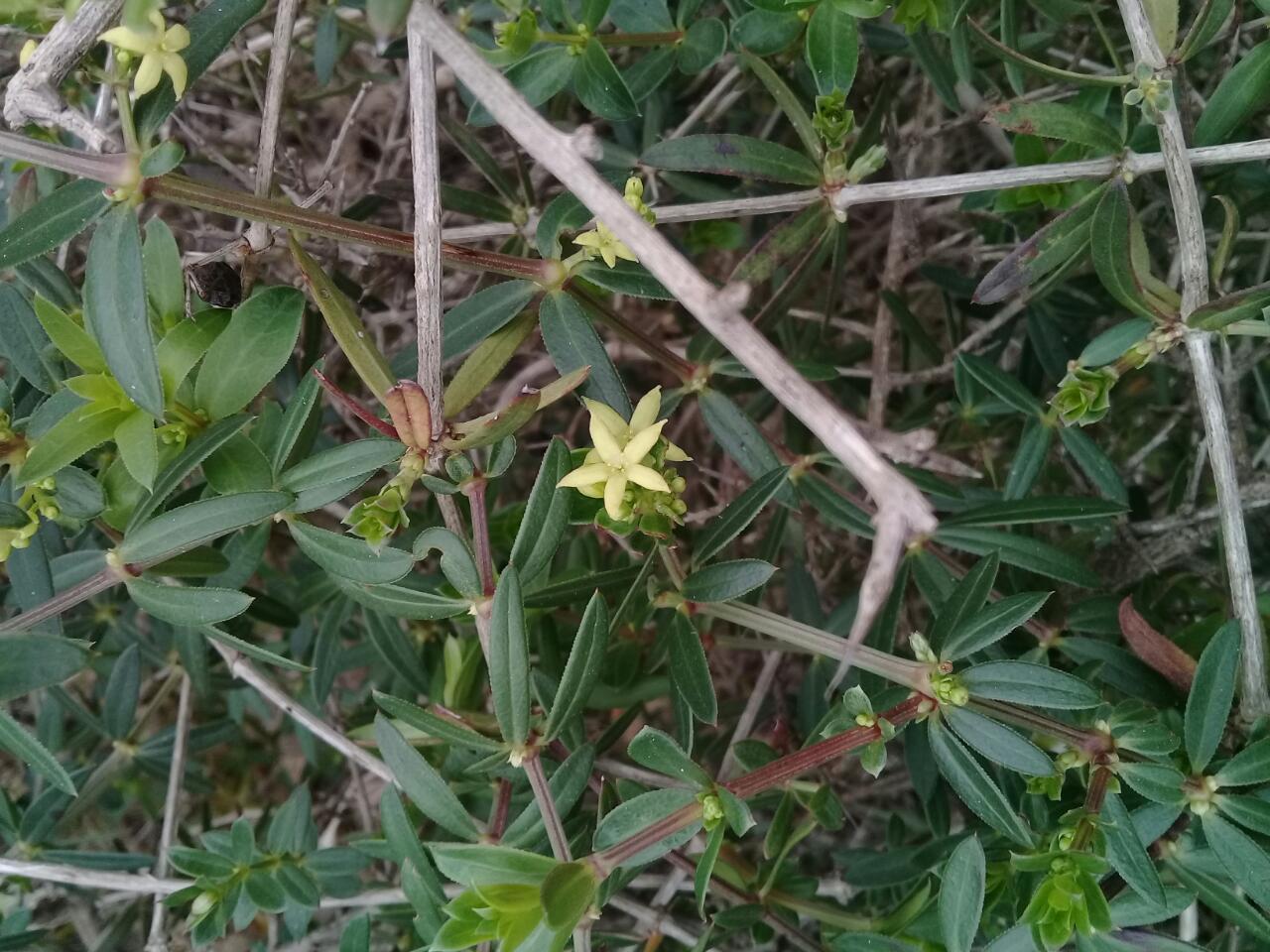 Rubia tenuifolia