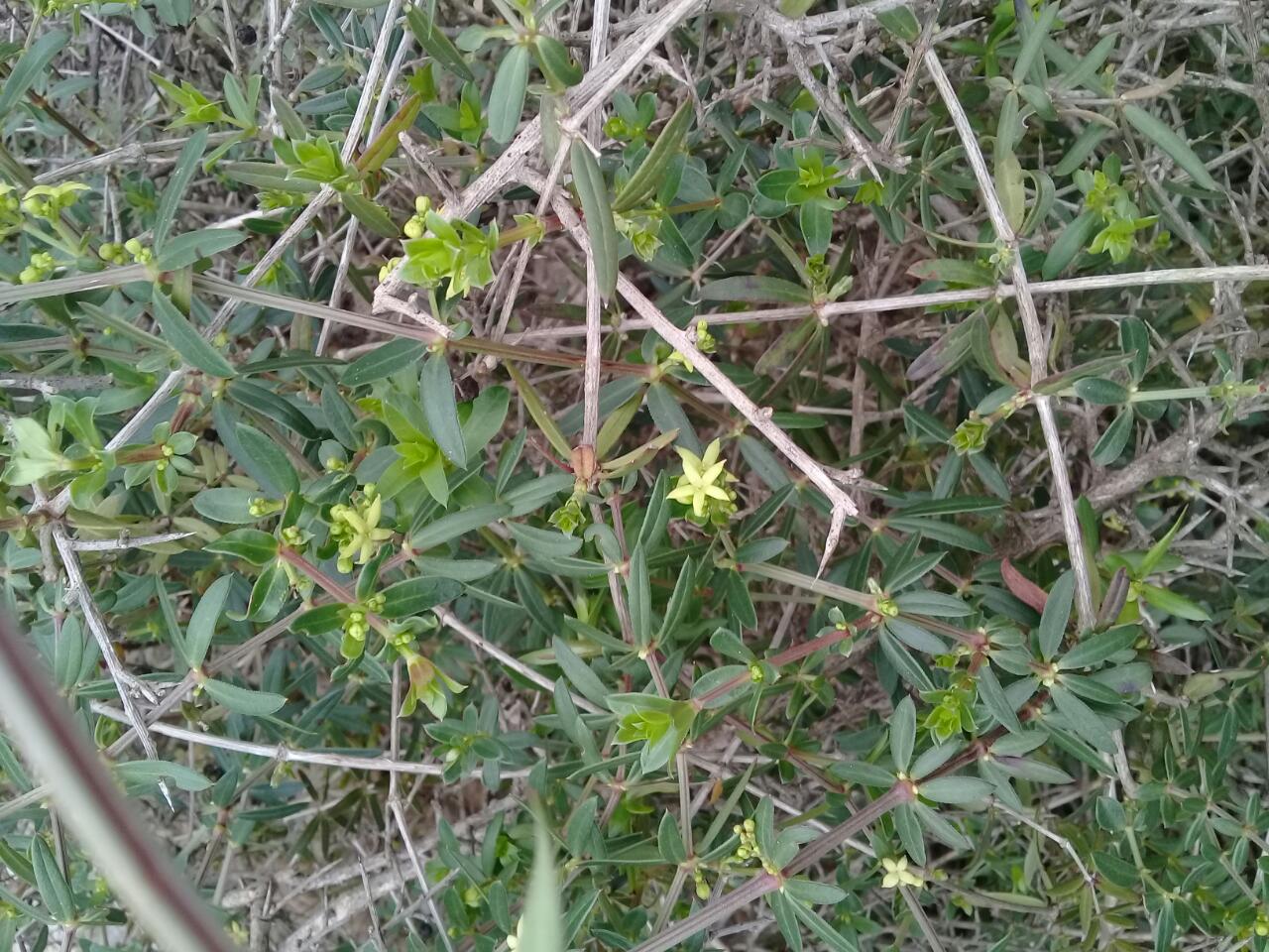 Rubia tenuifolia