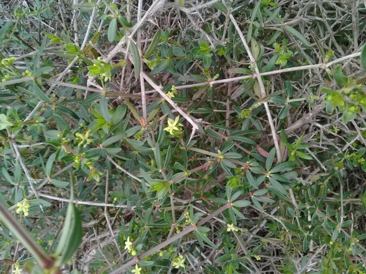 Rubia tenuifolia