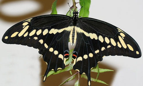 Papilio cresphontes (giant swallowtail)