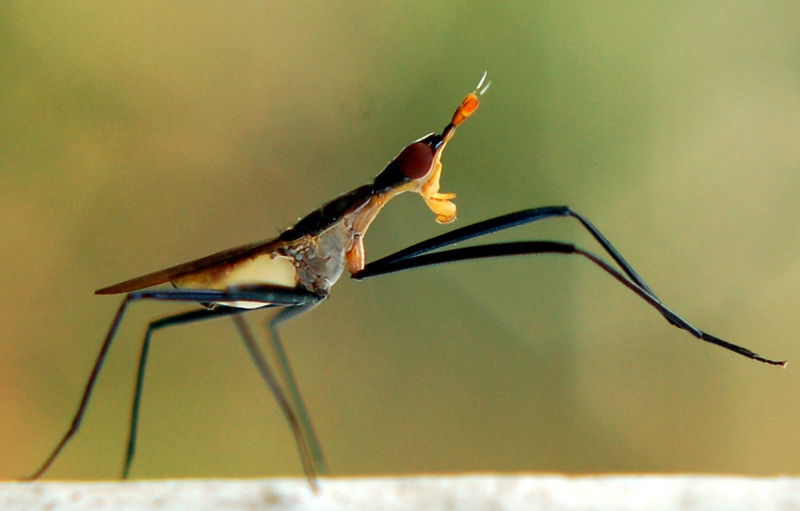 Mosca famiglia Neriidae