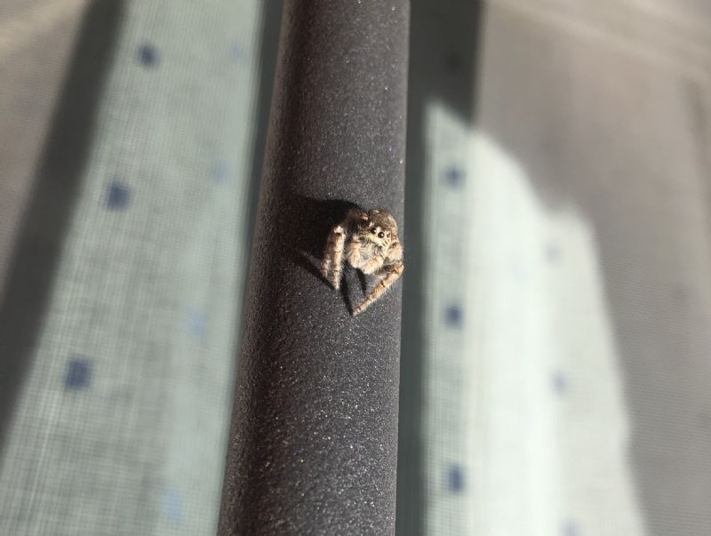 Salticidae: Philaeus chrysops . Reggio Emilia