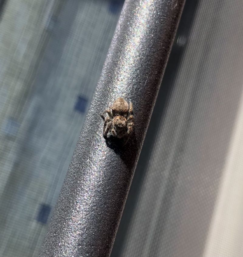 Salticidae: Philaeus chrysops . Reggio Emilia