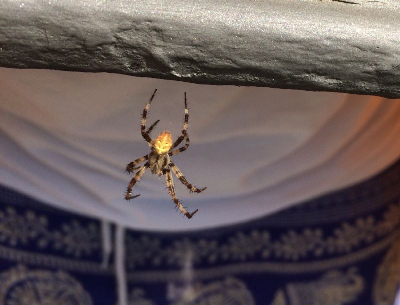 Araneus quadratus?