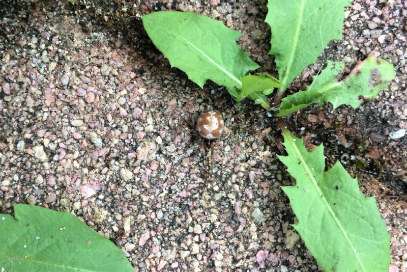 Steatoda triangulosa - RE