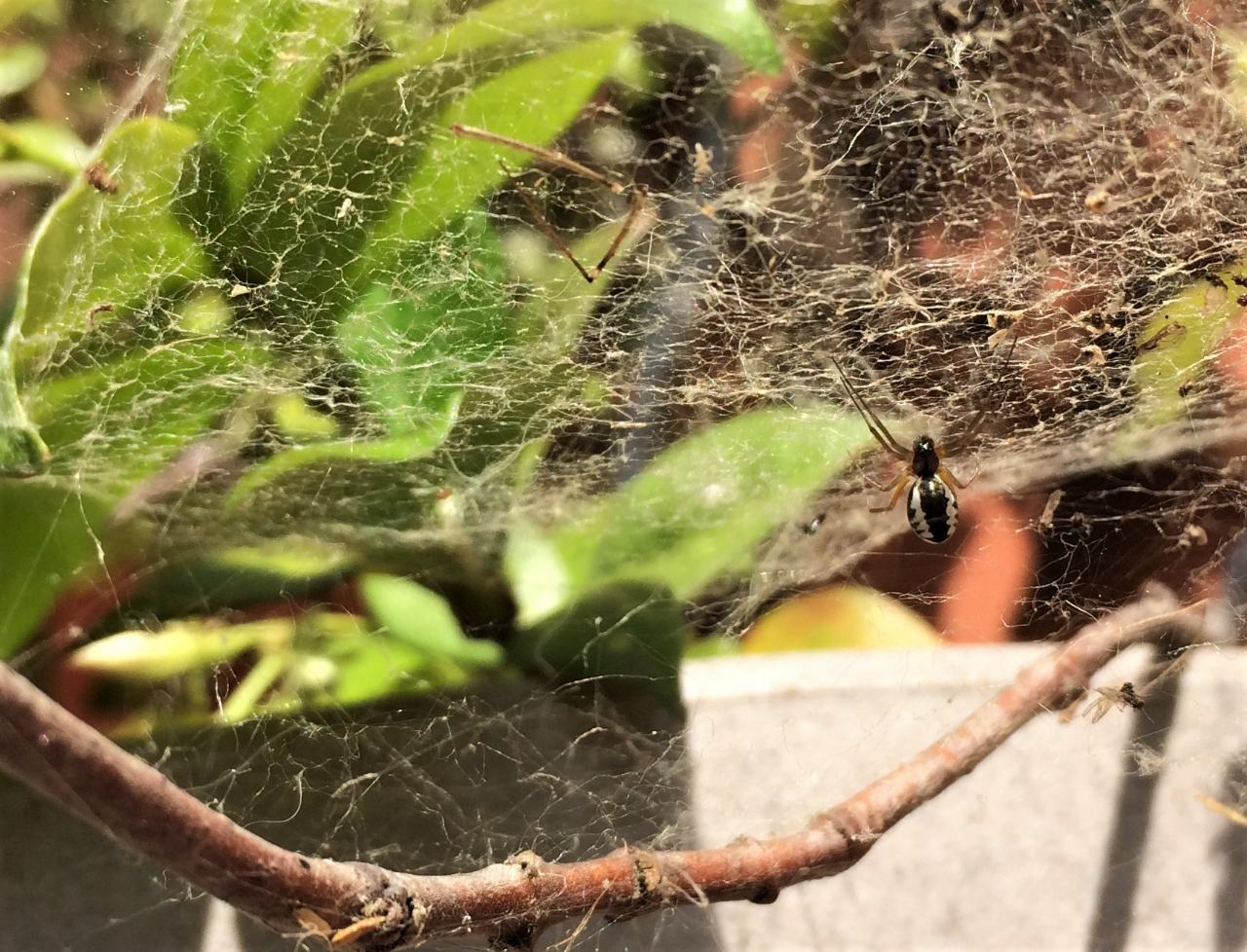 Linyphia hortensis? No, Frontinellina frutetorum -  Reggio Emilia