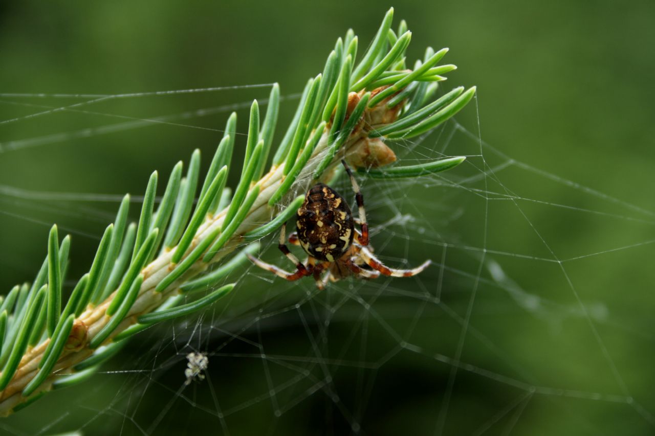 Araneus diadematus? S !