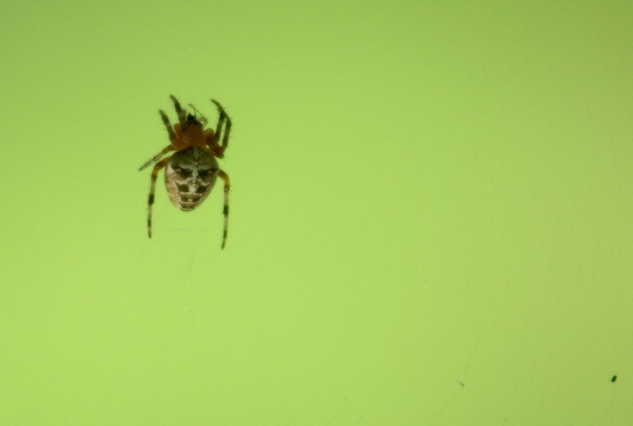 Araneus diadematus? S !