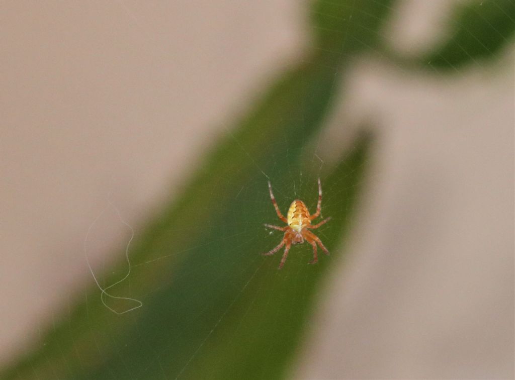 Araneus diadematus? S !