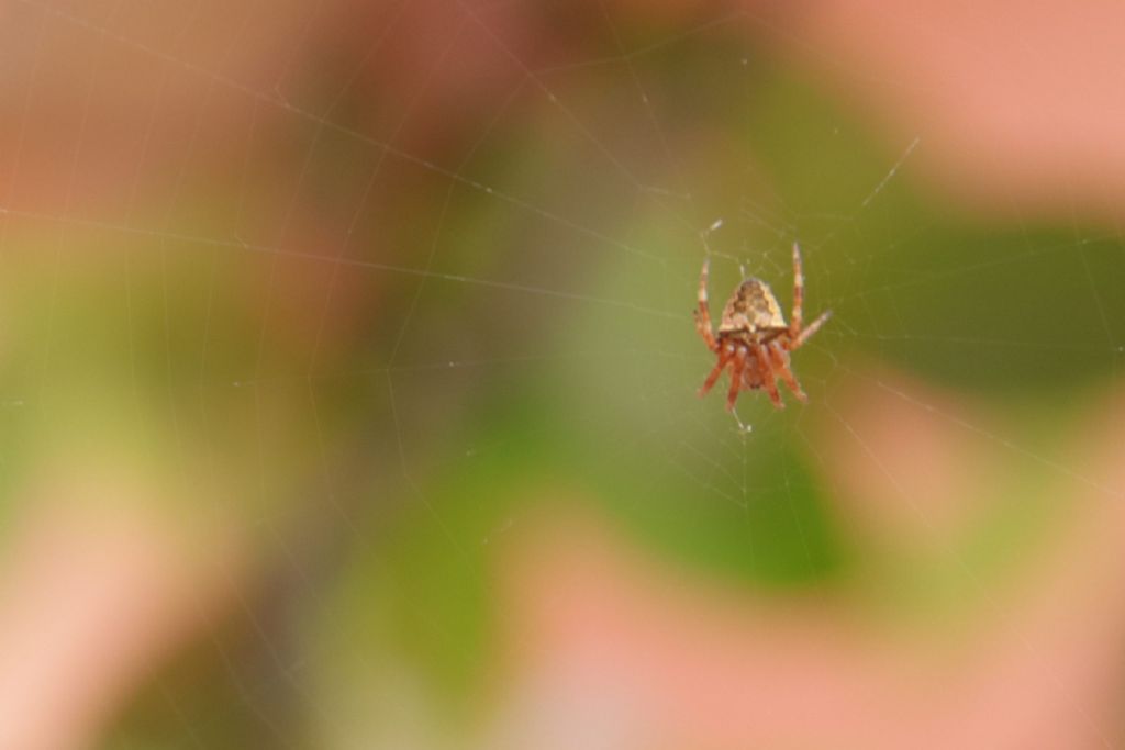 Araneus angulatus/circe - Reggio Emilia