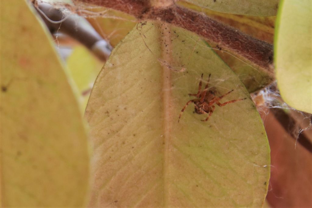 Araneus angulatus/circe - Reggio Emilia