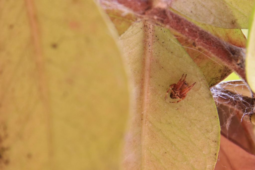 Araneus angulatus/circe - Reggio Emilia