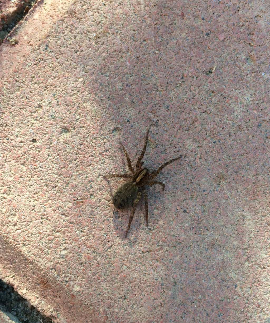 Lycosidae: Trochosa sp. -  Reggio Emilia