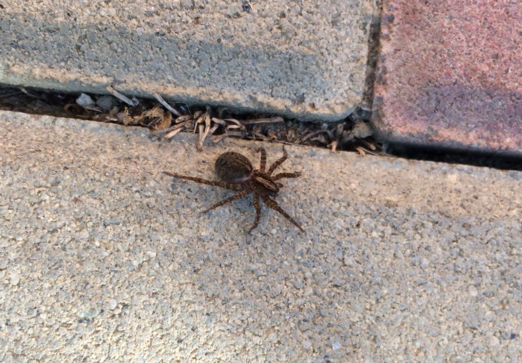 Lycosidae: Trochosa sp. -  Reggio Emilia
