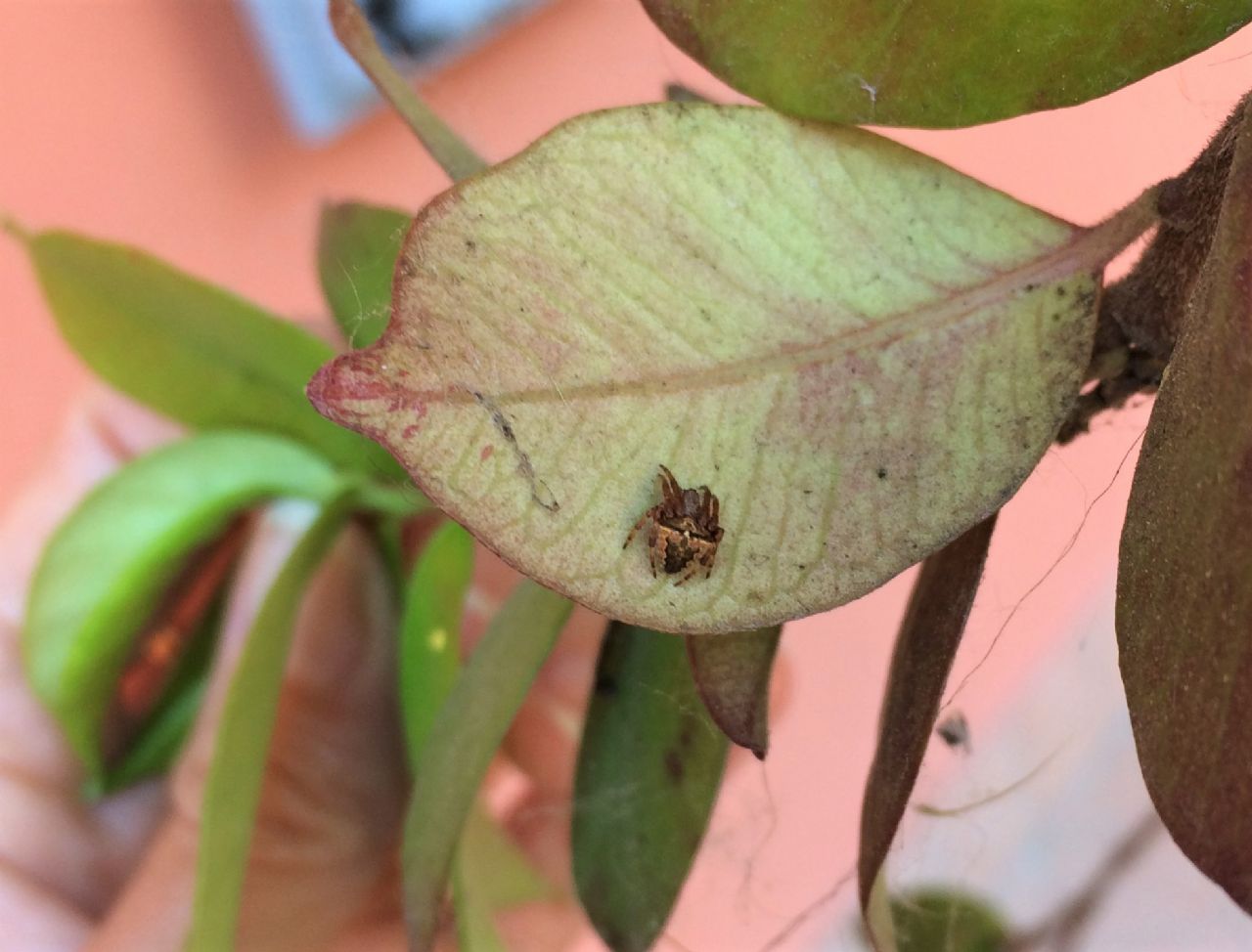 Araneus angulatus/circe - Reggio Emilia