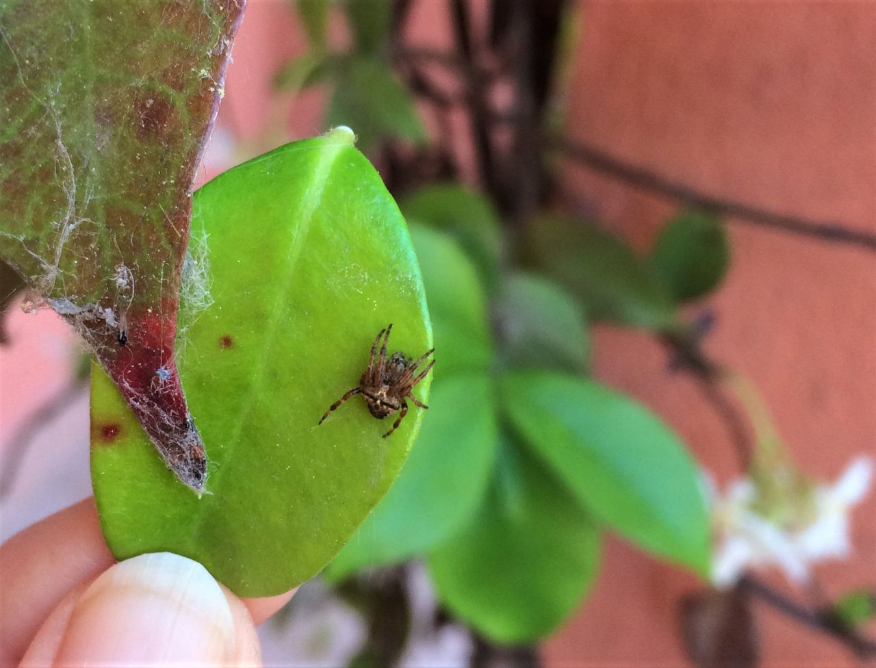 Araneus angulatus/circe - Reggio Emilia