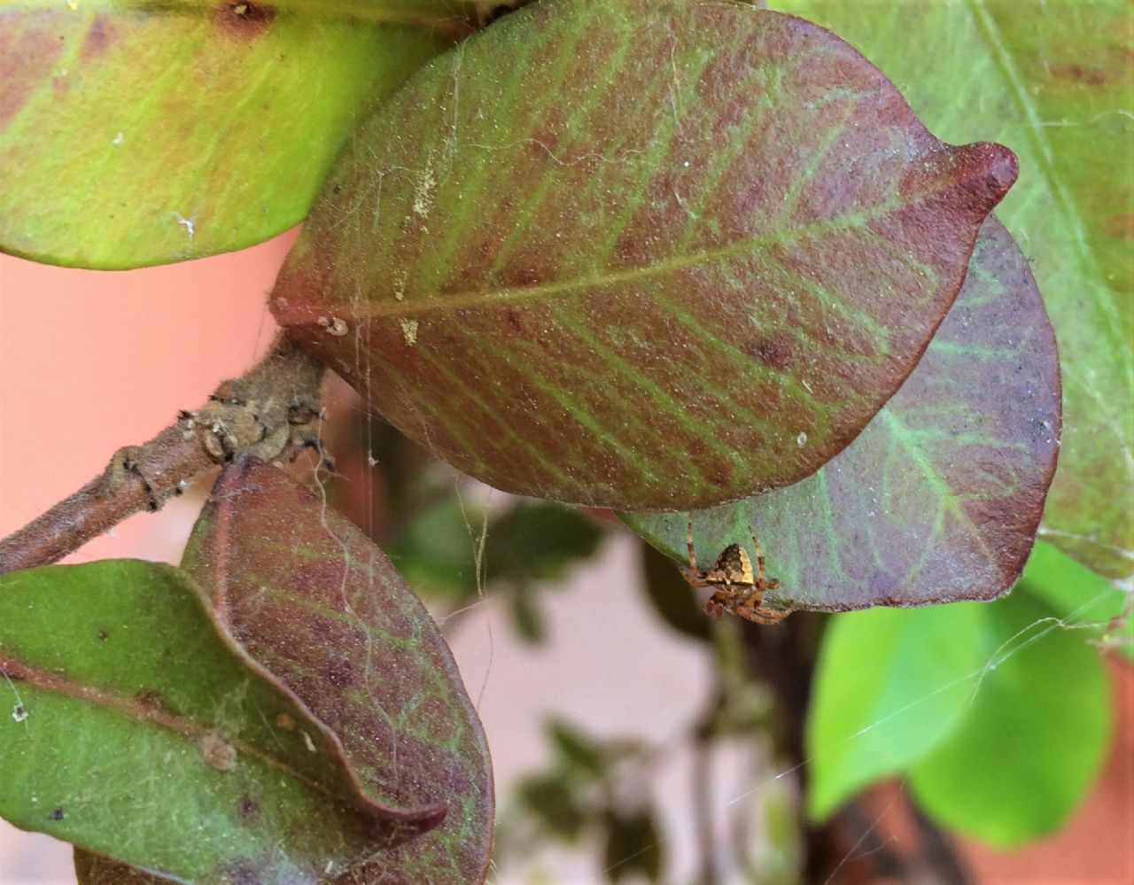 Araneus angulatus/circe - Reggio Emilia