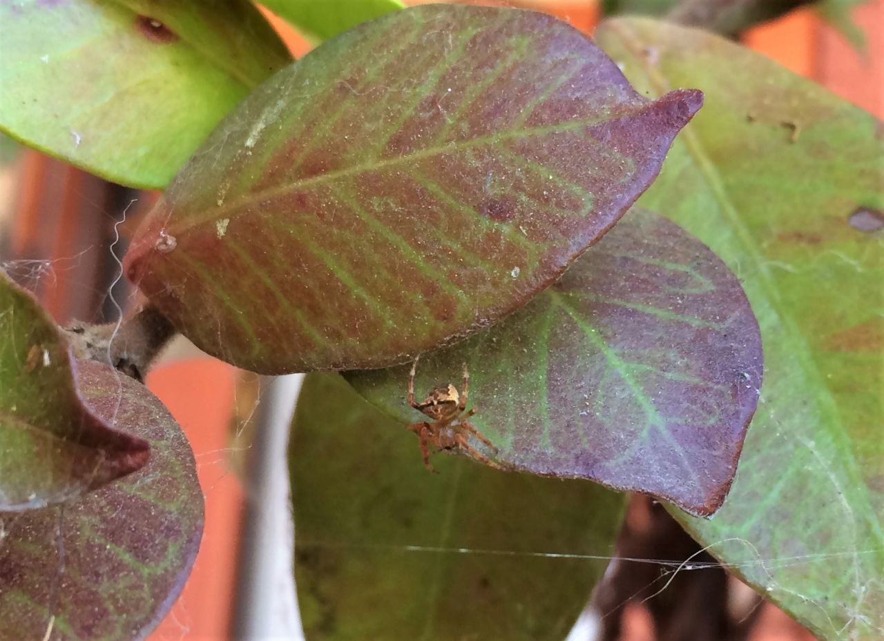 Araneus angulatus/circe - Reggio Emilia