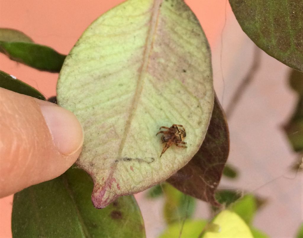 Araneus angulatus/circe - Reggio Emilia