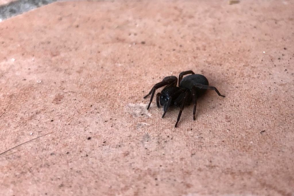 Amaurobius sp. - Reggio Emilia