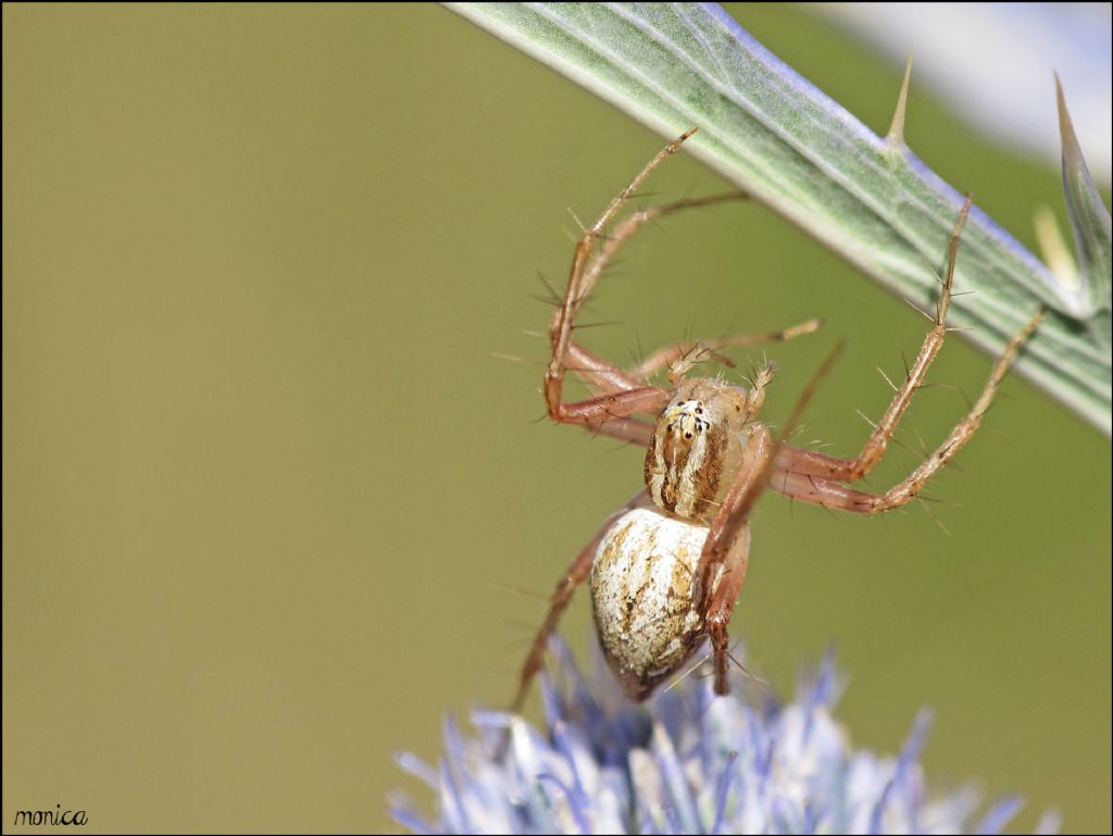 Oxyopes lineatus - Sgonico (TS)