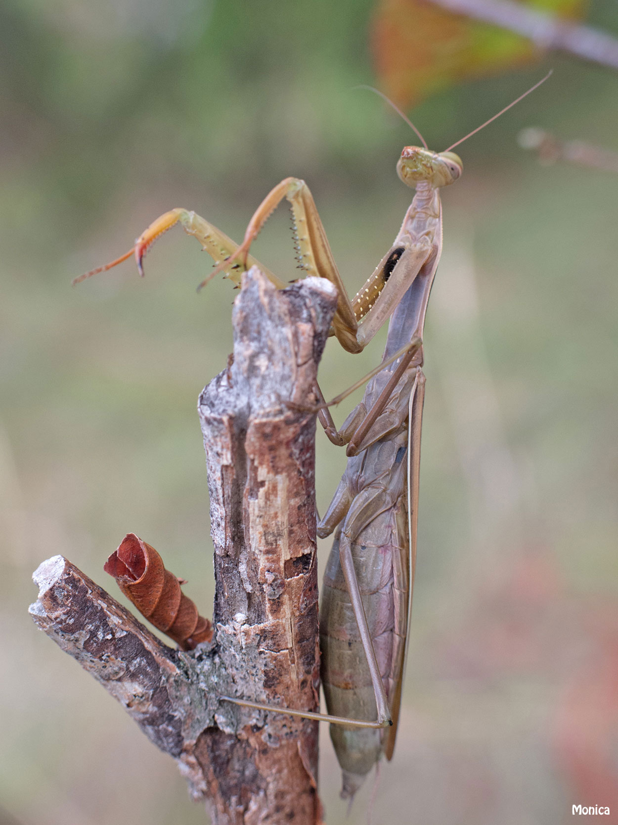 Mantide religiosa