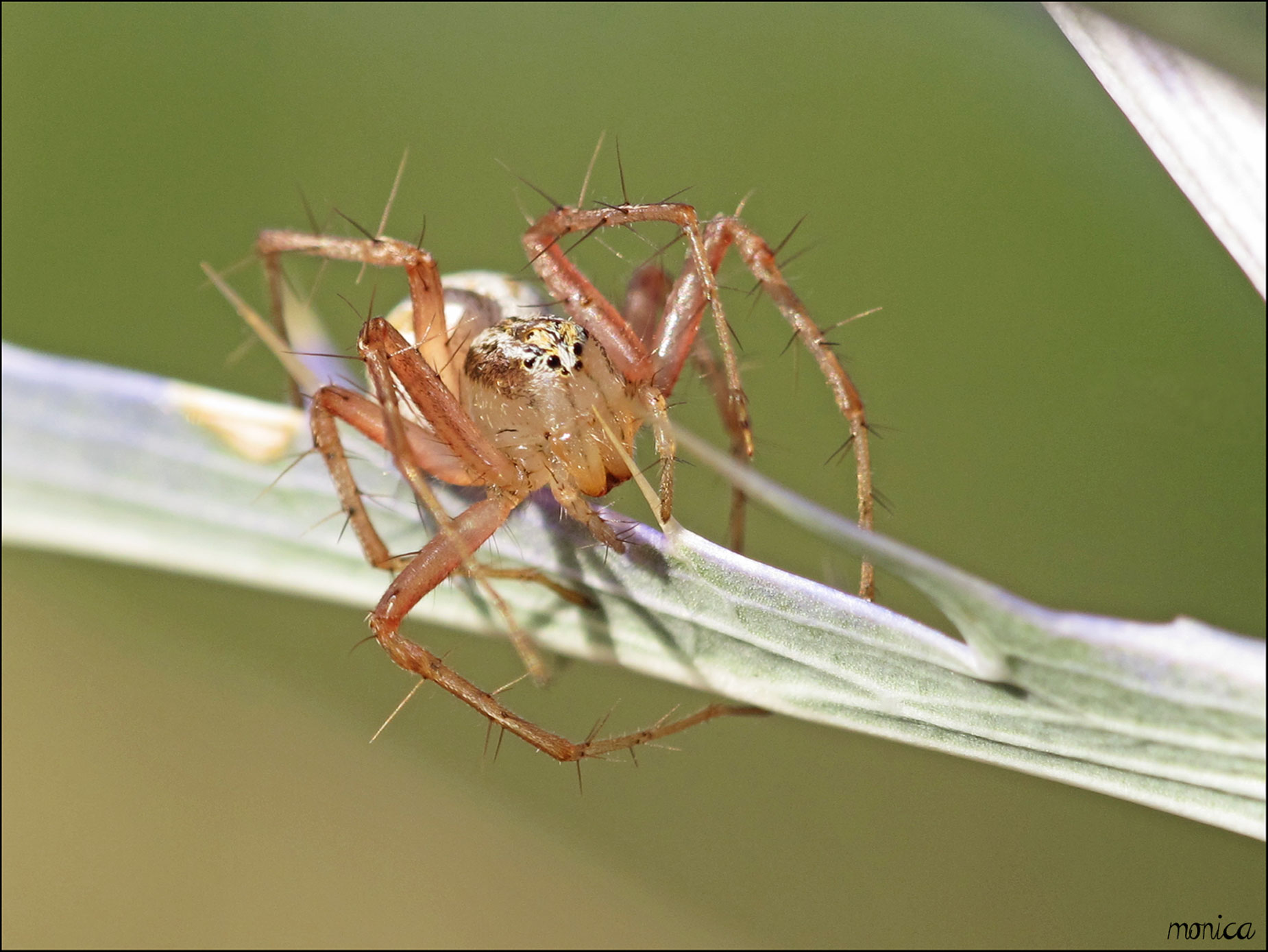 Oxyopes lineatus - Sgonico (TS)