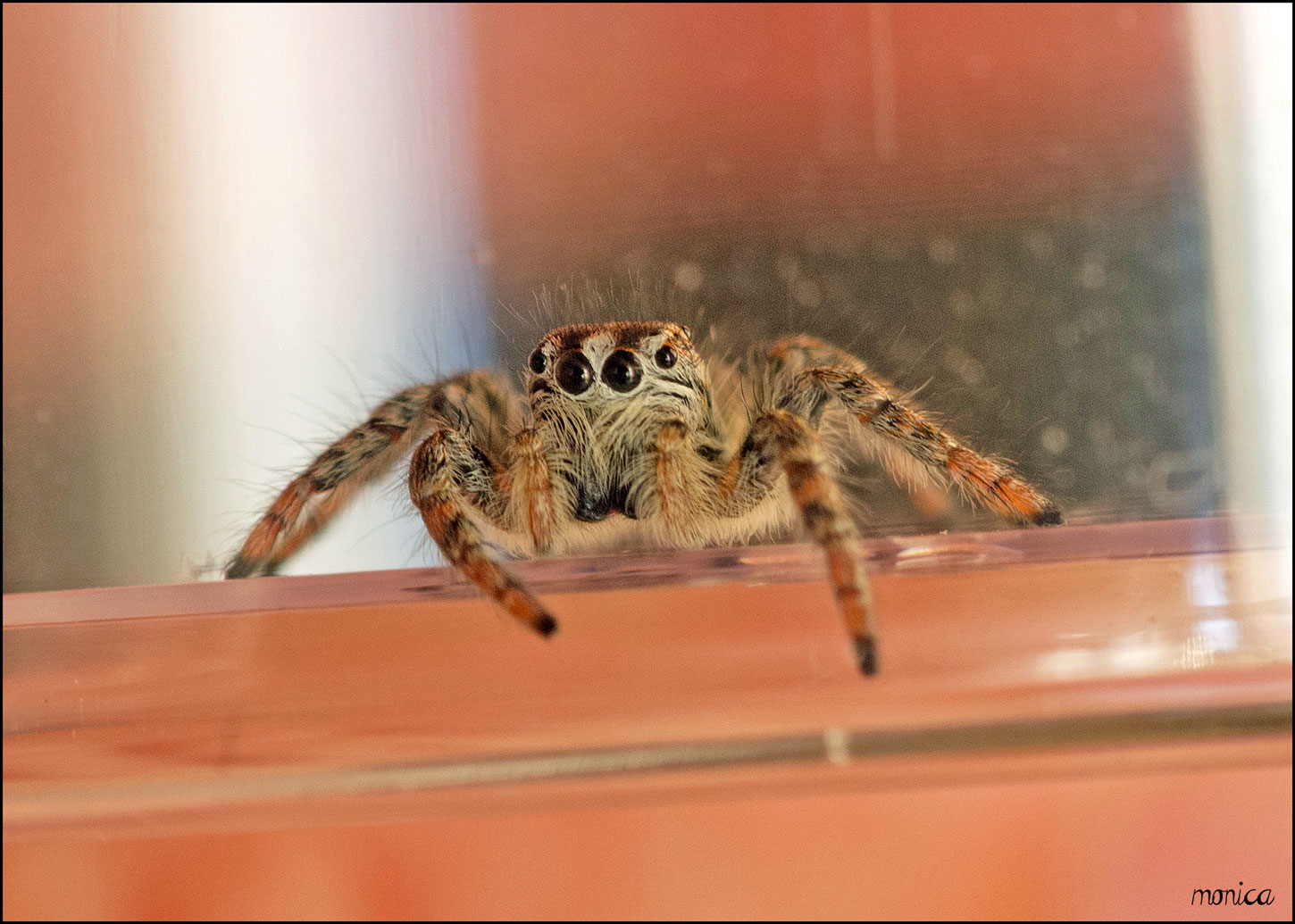 Philaeus chrysops motociclista - Trieste (TS)