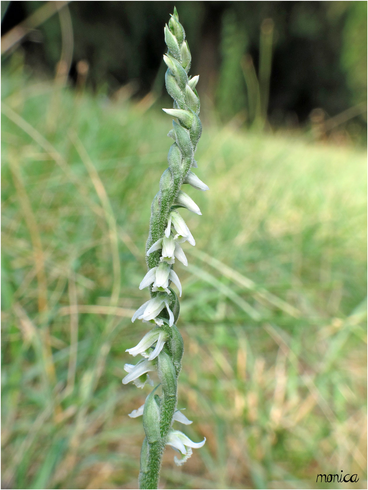 Spiranthes spiralis