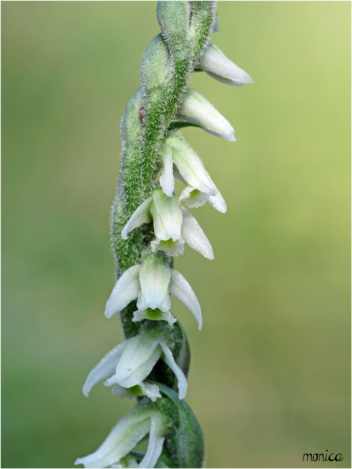 Spiranthes spiralis