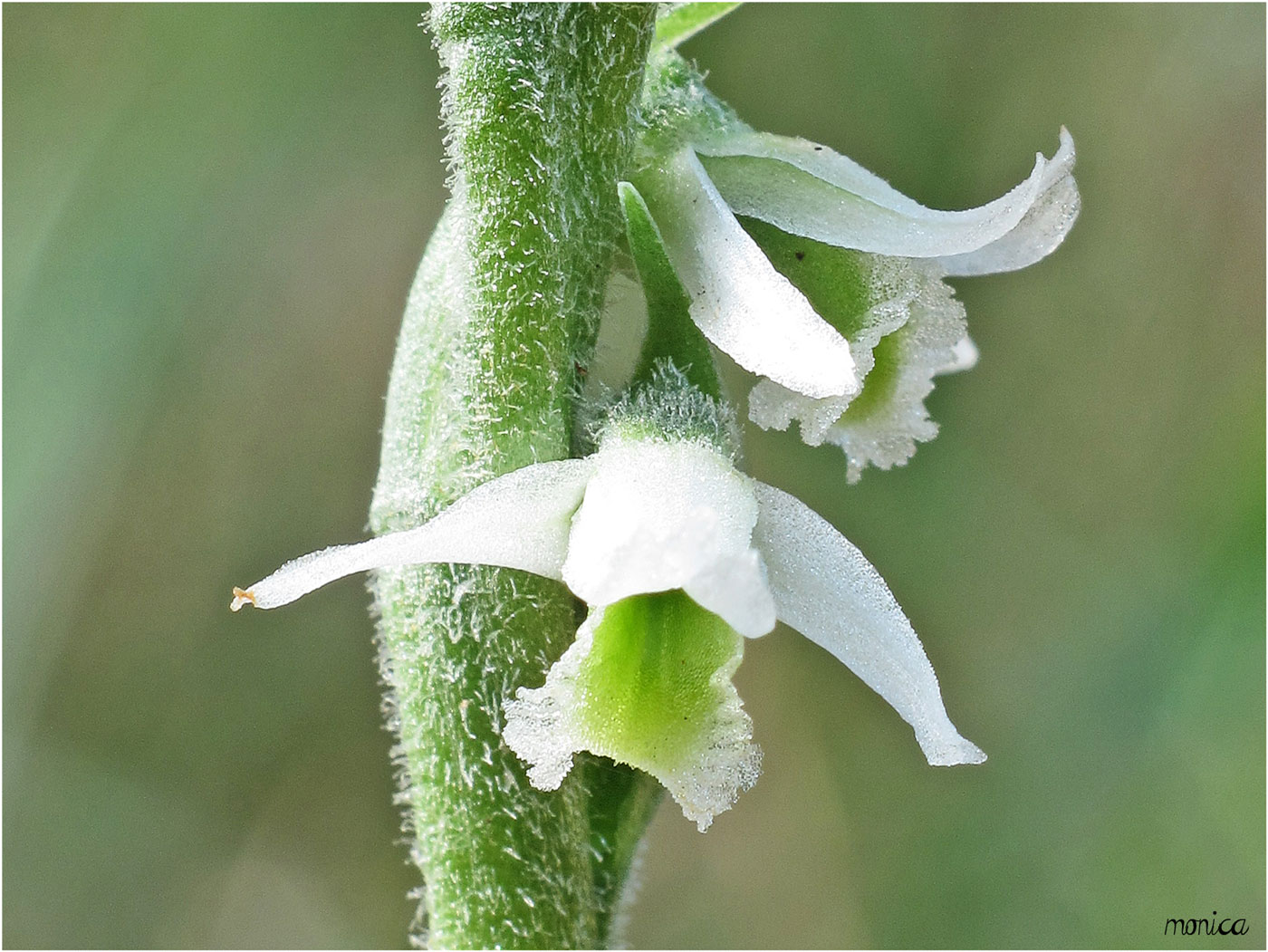 Spiranthes spiralis